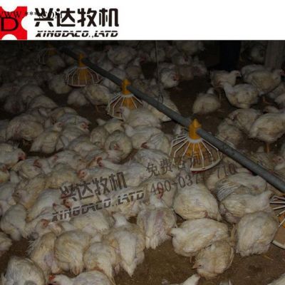 网上白羽鸡专用自动料线 自动化养鸡设备 平养肉鸡养殖设备